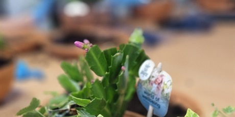 Powiększ grafikę: Na stole stoi doniczka z posadzonymi kwiatkami.