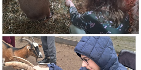 Powiększ grafikę: Kolaż dwóch zdjęć, na górze dziewczynka karmi kapibarę, na dole chłopiec na wózku głaszcze kozła.