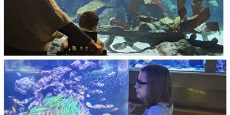 Powiększ grafikę: Kolaż trzech zdjęć prezentujących uczniów obserwujących akwaria.