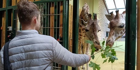Powiększ grafikę: Chłopiec karmi trzy żyrafy, podaje im gałązkę z liściami.
